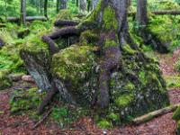 Baum klammert sich schrägwachsend auf einem Felsblock